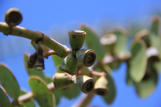 Eucalyptus pulverulenta 20160707_4893_1.JPG