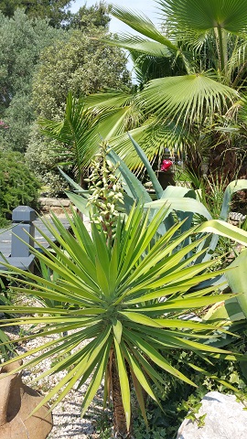 floraison aloifolia.jpg