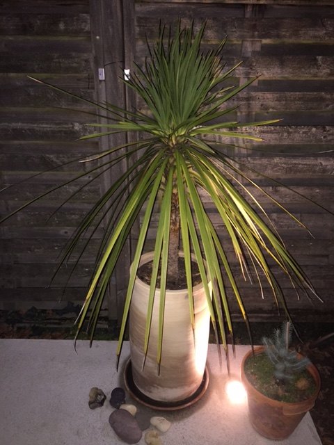 suite à la coupe de la hampe florale de l'année dernière