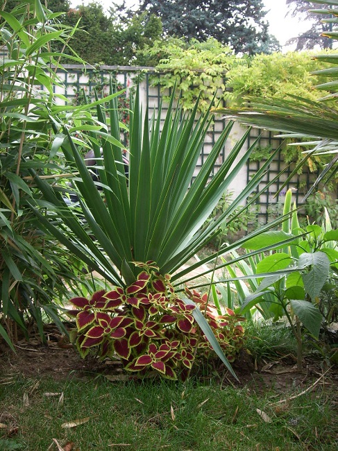 Jardin Vaucresson (11).JPG