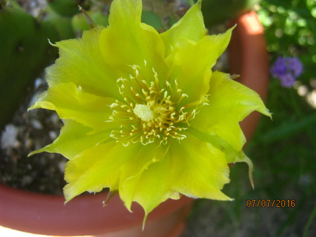 fleur d'opuntia peut être humifusa