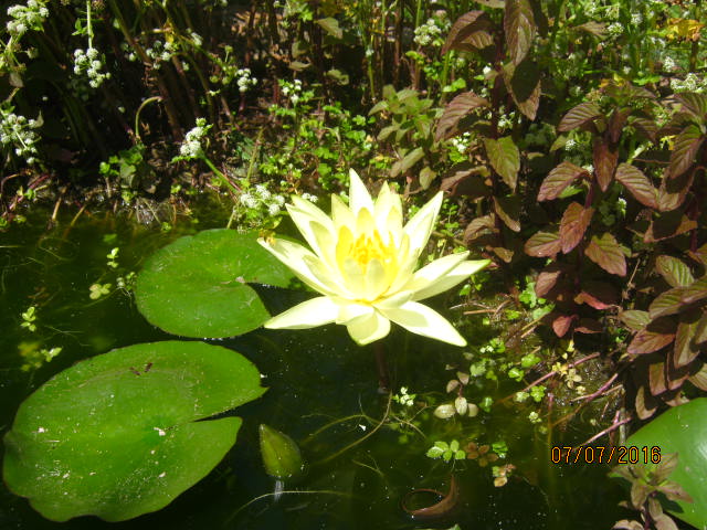 le nénuphar est en fleur