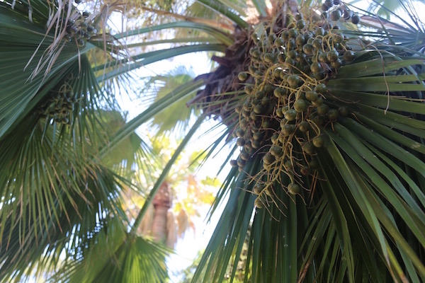 Brahea edulis1.jpg