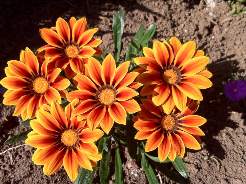 gazania.JPG