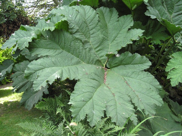 la feuille de gunnerra fait 2,10 M de largeur