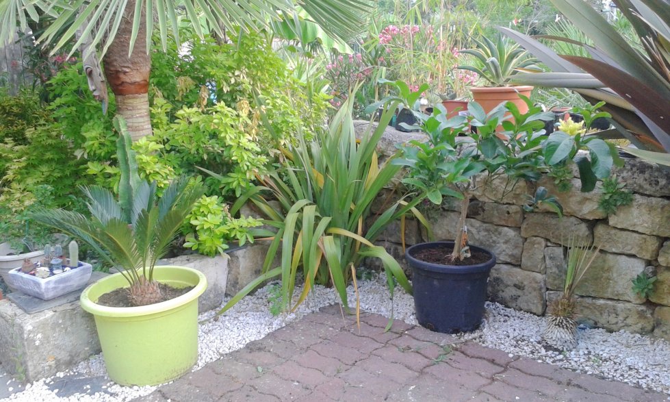 Le yucca rostrata est en mauvais état un coup de BB il devrait se rependre du déplacement de l'hiver dernier