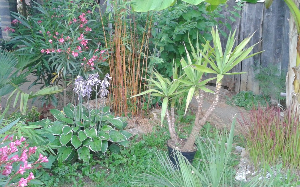 Le généreux donateur de yucca elephants cherche une place ,dur,dur l'étaux se ressert.