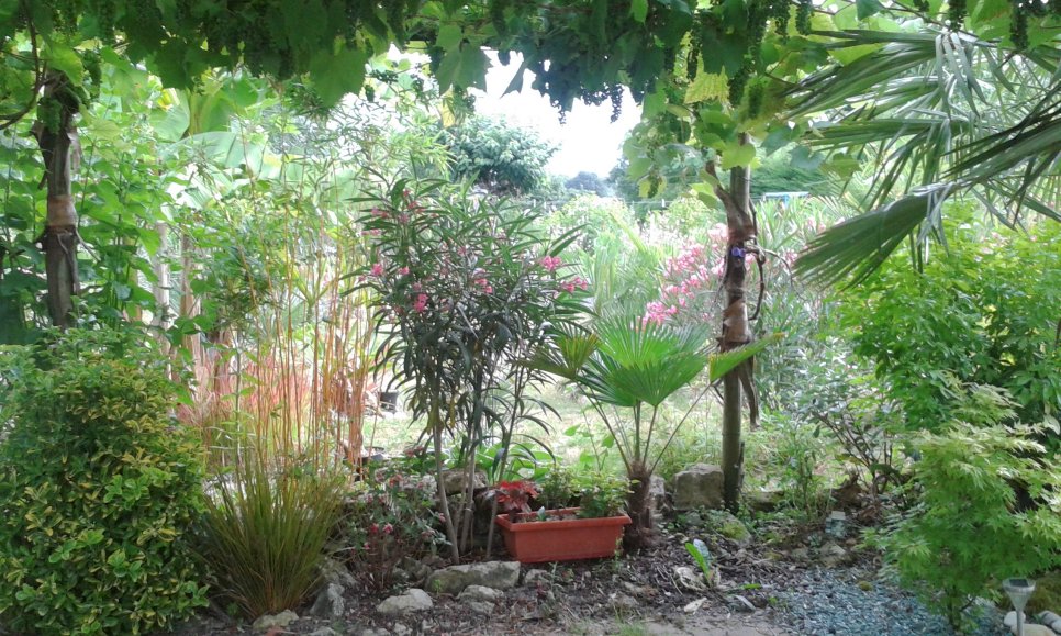 Vue sur fond de jardin