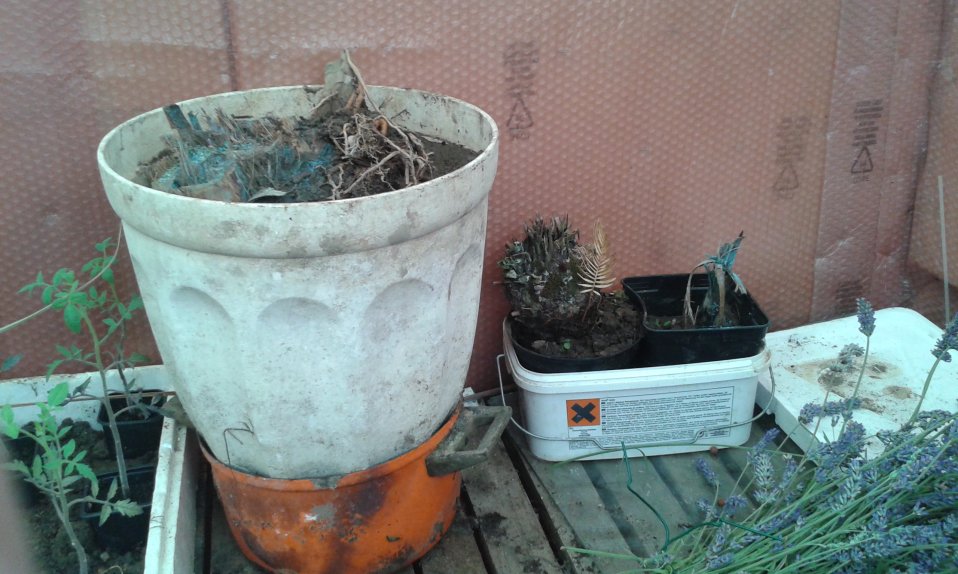 La bassine pour faire frire le sabal,et donner une chance à Mr Cycas
