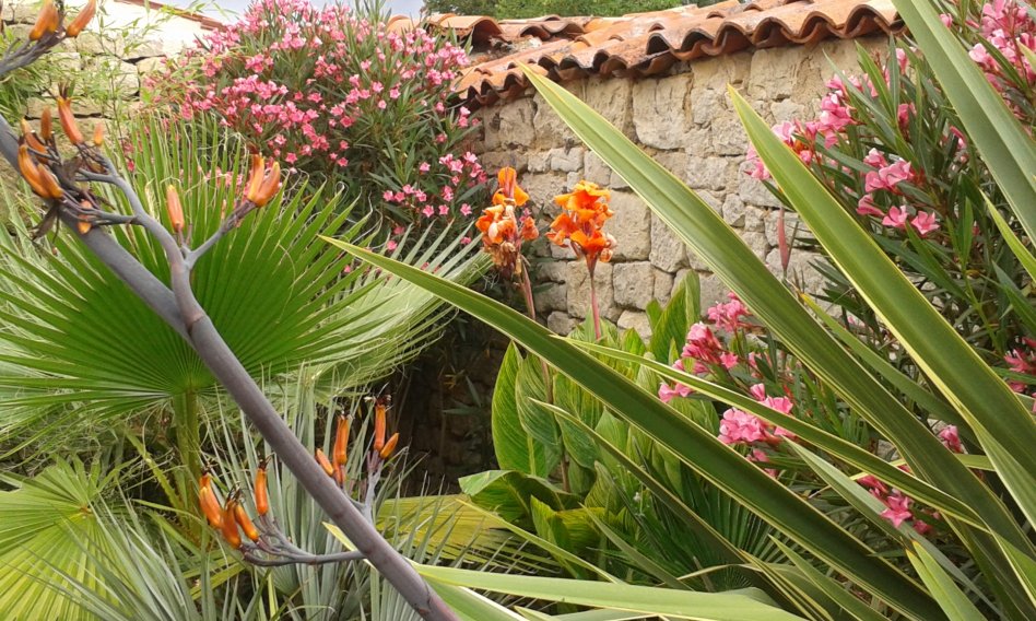 Cannas, armata, washingtonia,phoenix,Martianus baigne dans la chaleur