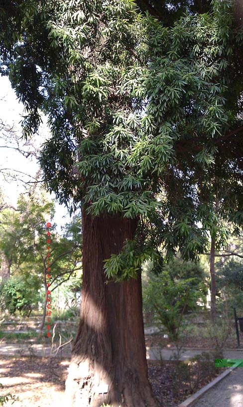 Podocarpus neiriifolius