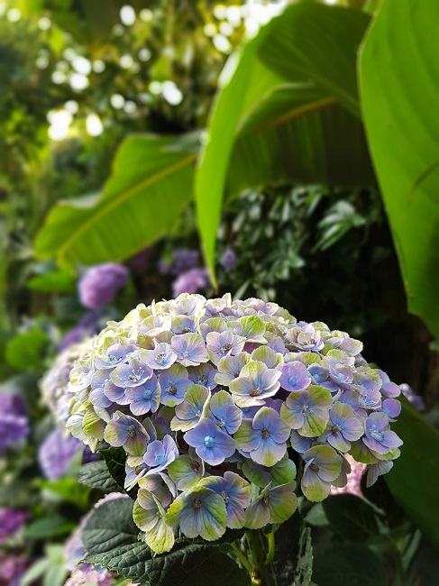 Jardin 24072016 (13).jpg
