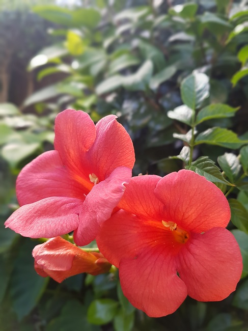 Jardin 24072016 (22).jpg