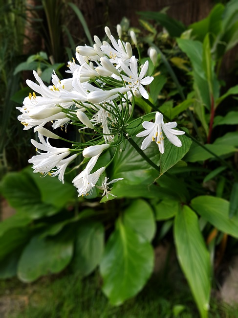 Jardin 24072016 (21).jpg