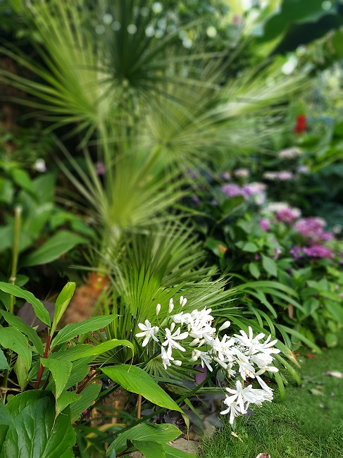 Jardin 24072016 (26).jpg