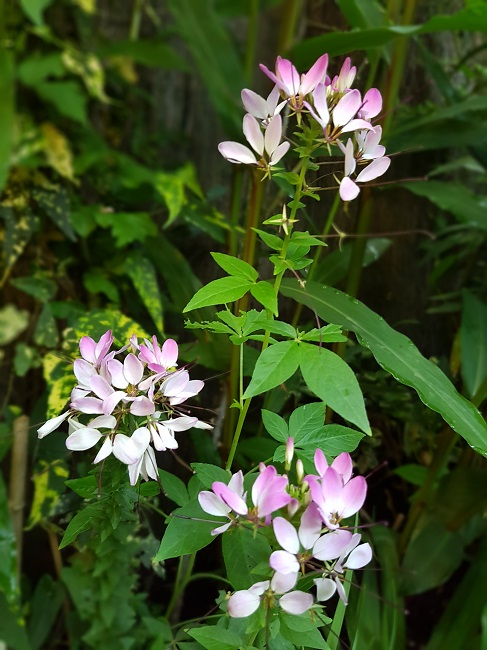 Jardin 24072016 (15).jpg