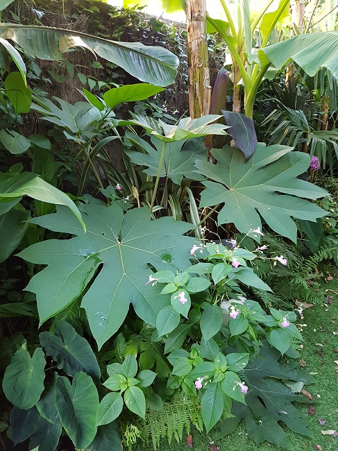 Jardin 24072016 (9).jpg