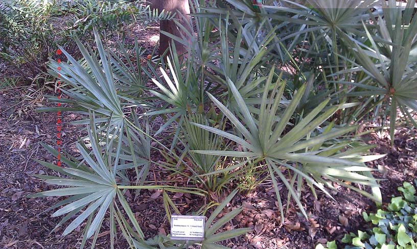 Serenoa repens