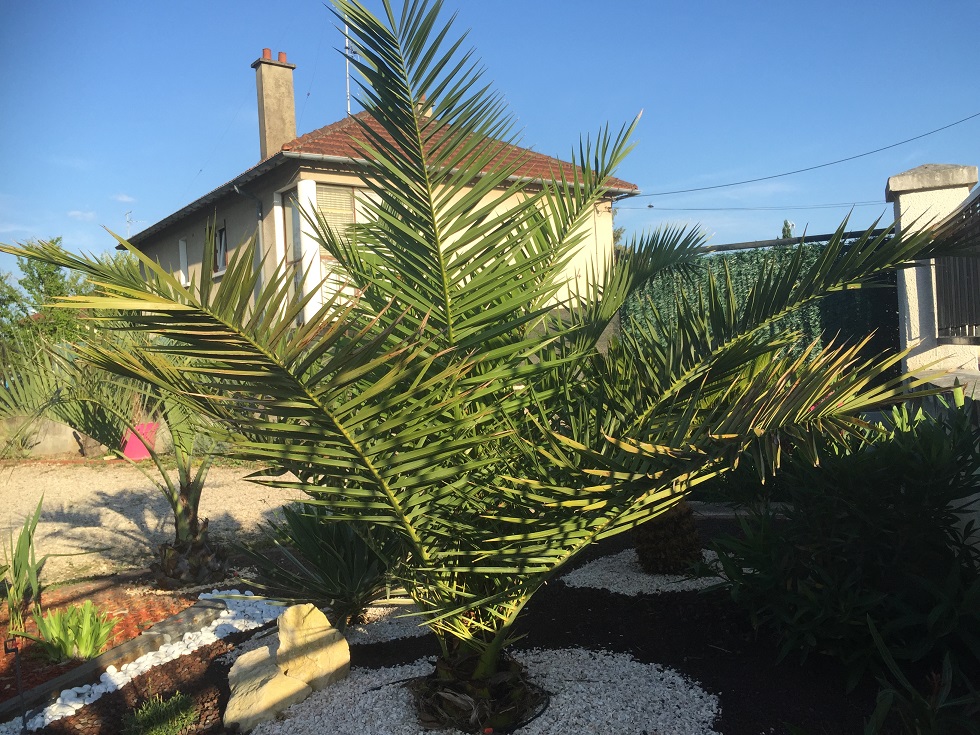 mon canariensis 2/2