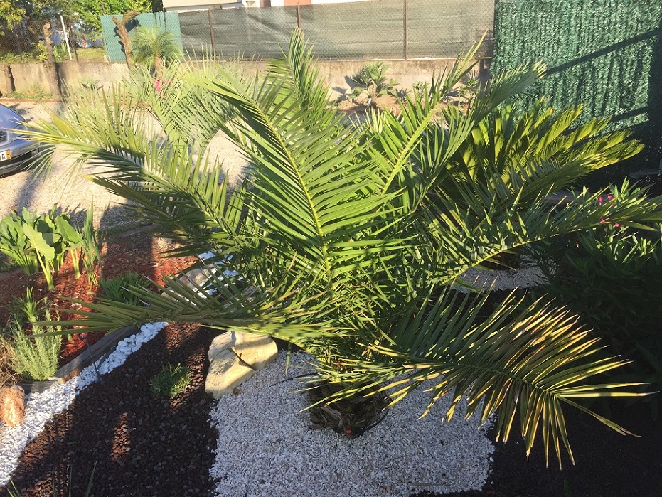 mon canariensis 1/2, en pleine terre depuis l'année dernière
