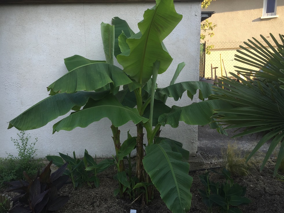 musa sakhalin, planté au printemps 2015