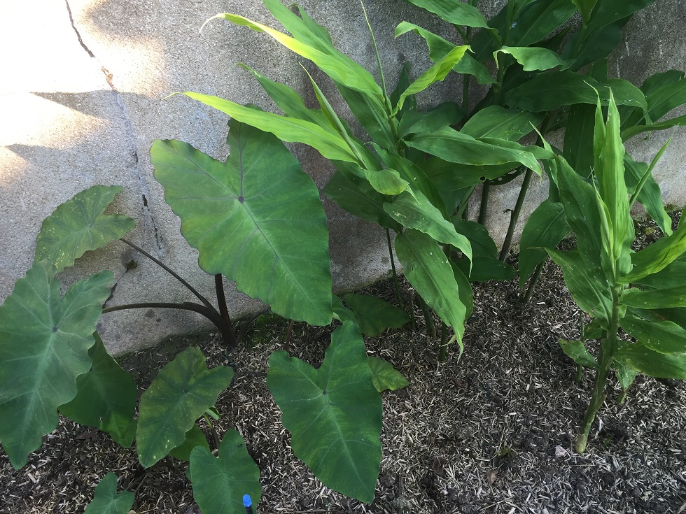 zingiber mioga et colocasia