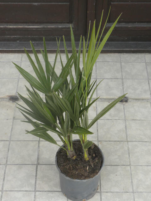 Chamaerops humilis 3E99 ALDI.jpg