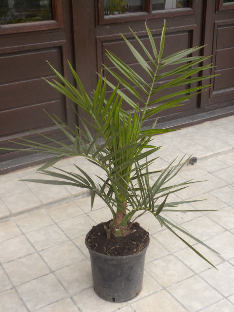 Phoenix carnarisiensis 3E99 ALDI.jpg