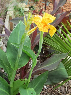 canna jaune picasso (Copier).JPG
