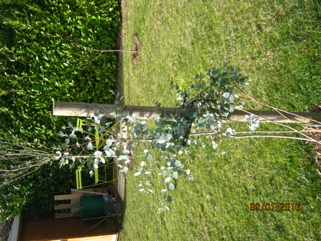 L'Eucalyptus gunni en janvier 2016