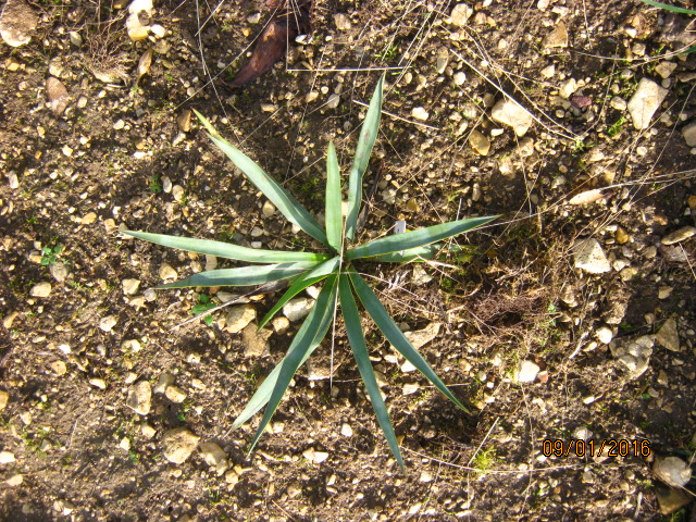 le Yucca gloriosa en janvier 2016