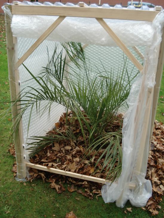 Winterbescherming-butia-4.jpg