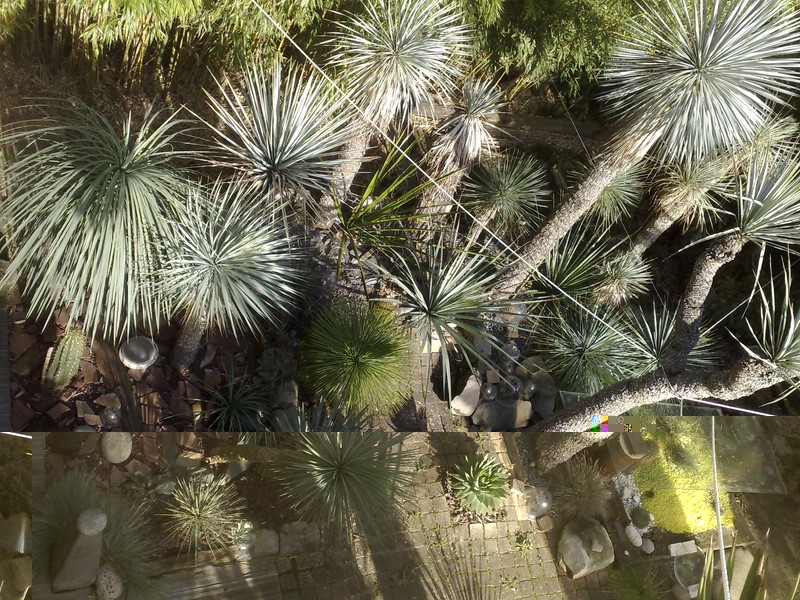 yuccas de l'entree.jpg