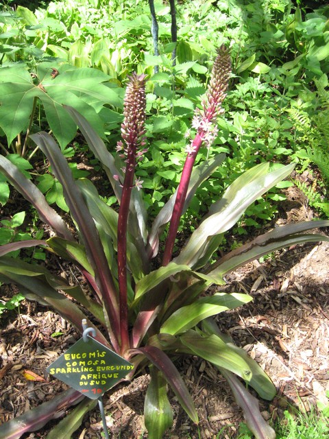 eucomis comosa qui me sort 2 fleurs
