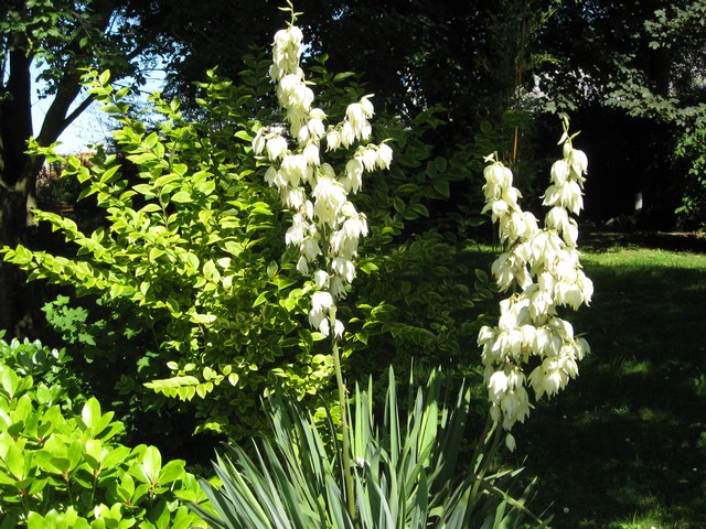 floraison yucca dans le sous bois