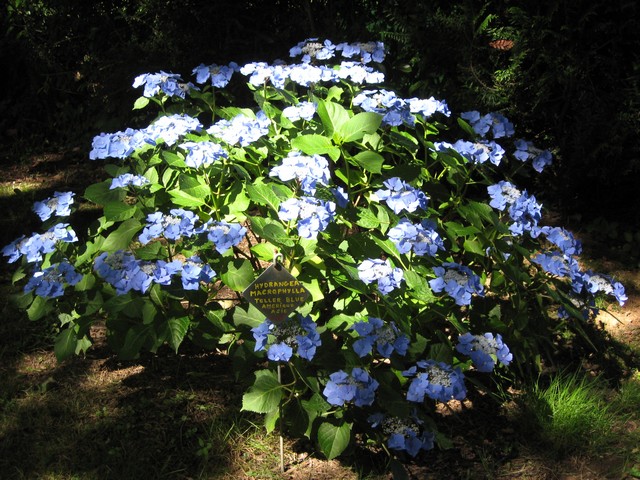 hydrangéa bien bleu
