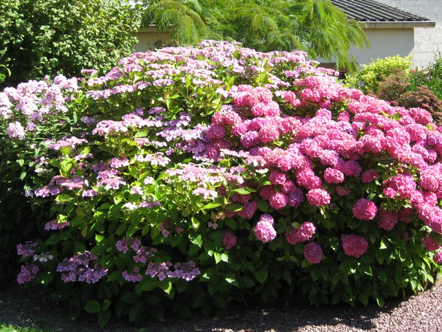 floraison hortensia et hydrangéa