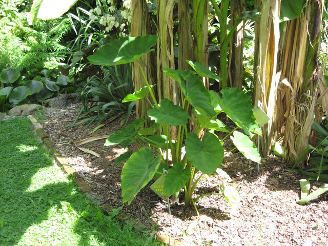 colocasia esculenta (taro)