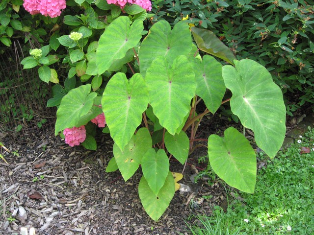 colocasia esculenta pinck china