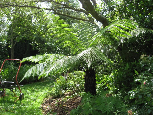 dicksonia antartica