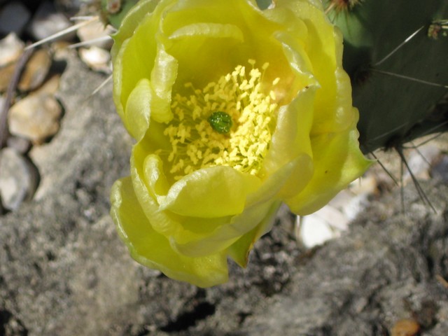 belle fleur sur opuntia cymochila garza