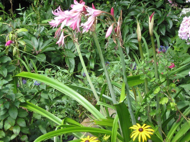 floraison crinum x powelli