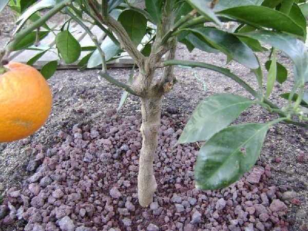 001 Satsuma owari chez Joël.jpg