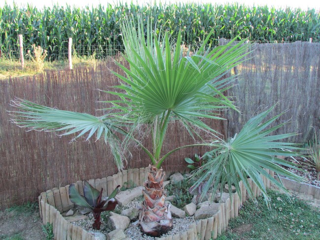washingtonia robusta (Copier).JPG