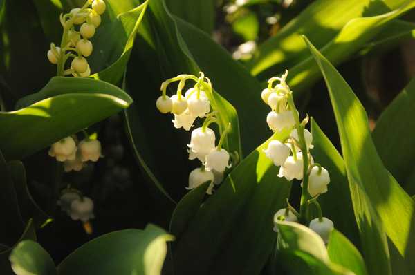 petits brins de muguet, imaginez l'odeur !!!