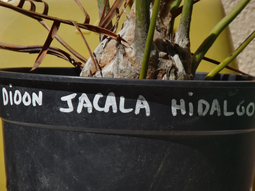 Dioon Jacala II.JPG