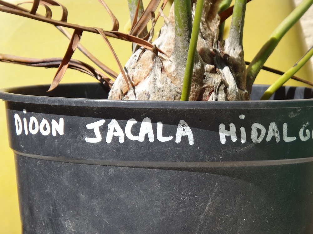 Dioon Jacala.JPG