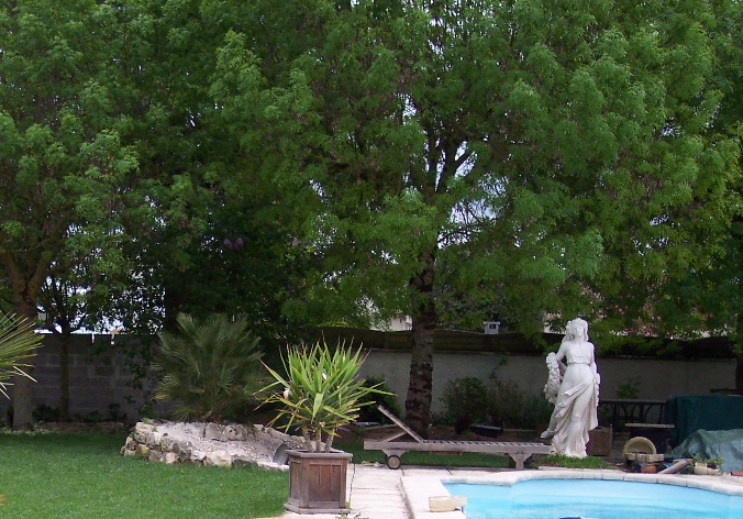 Rocaille10.JPG