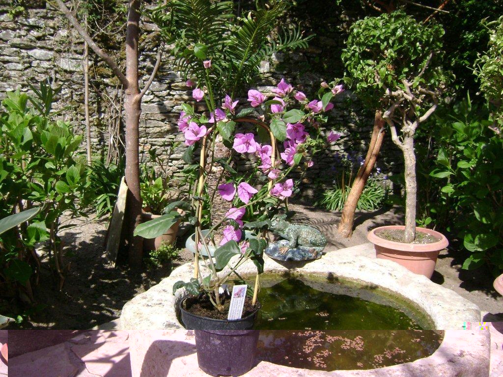 006 Bougainvillea specto-glabra 14 04 2011.jpg