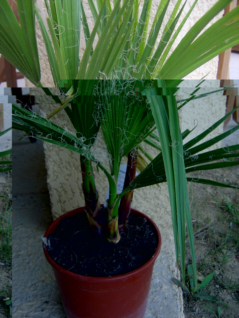 DSC09796.JPG